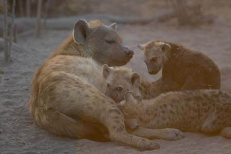 Hyaena at their den