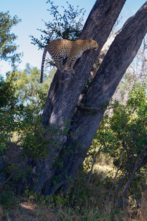 Leopard in Jackalberry