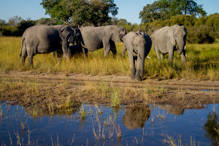 Elephant at water