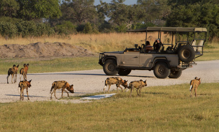 Wild dogs at Vumbura