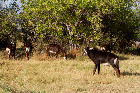 Sable Antelope