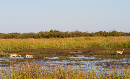 Red Lechwe