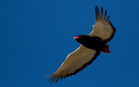 Bateleur in flight