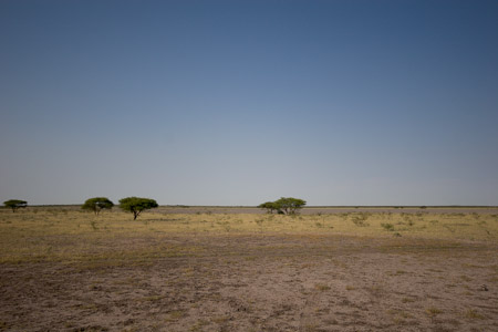 Kalahari landscape