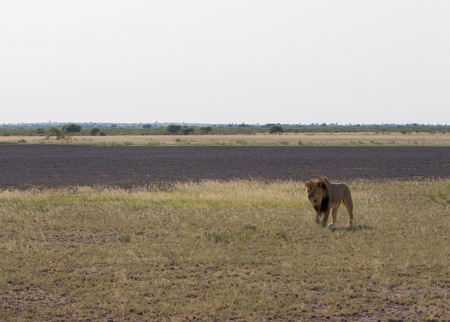 Lion at Deception Pan