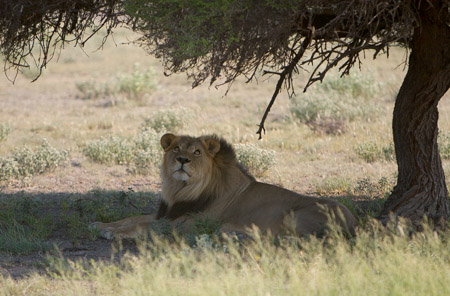 Male lion resting