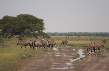 Oryx after rain