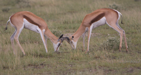 Springbok