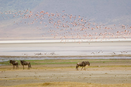 Wildebeest and flamingos