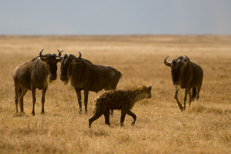 Hyaena and wildebeest