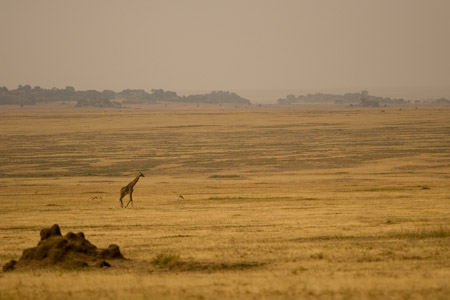 Giraffe on the plains