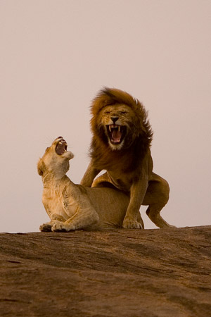 Mating lions