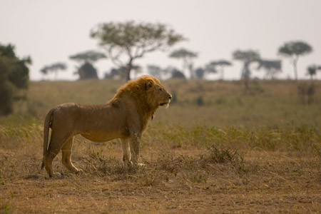 Male lion watch