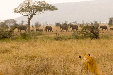 Lioness watching elephants