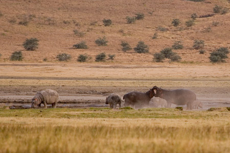 Hippo fighting