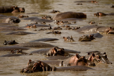 Hippos in Grumeti River