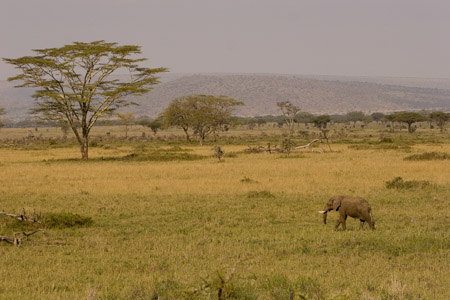 Lone elephant