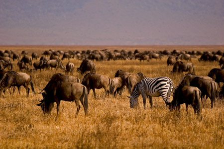 Zebra and wildebeest