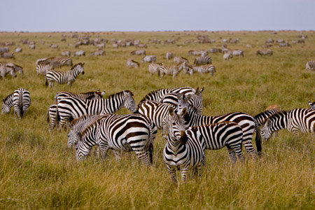 Zebra on plains