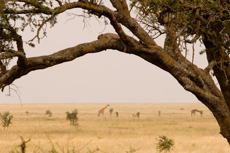 Leopard and giraffe