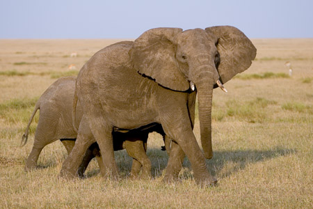 Elephant herd