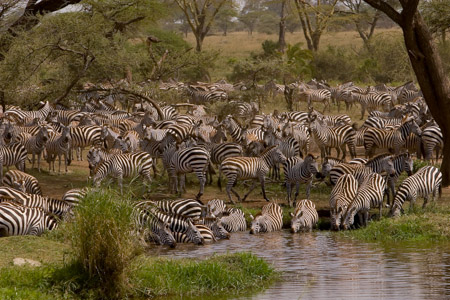 Zebra at water