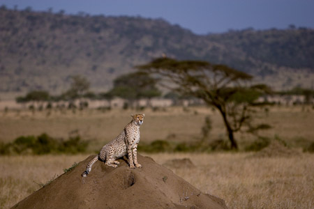 Cheetah on termite mound