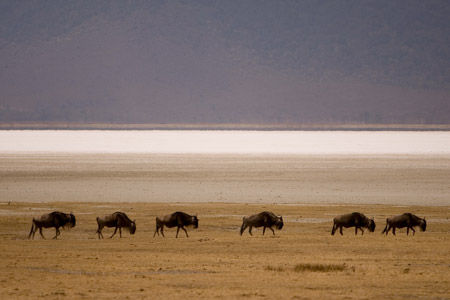 Wildebeest on crater floor