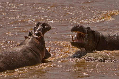 Hippo fighting