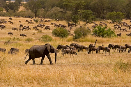 Elephant and wildebeest