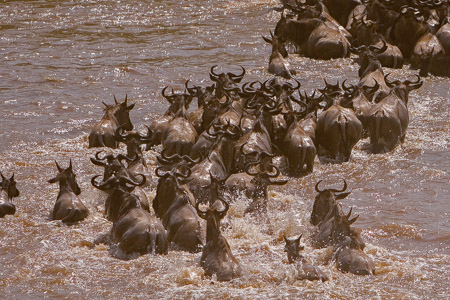 Wildebeest crossing