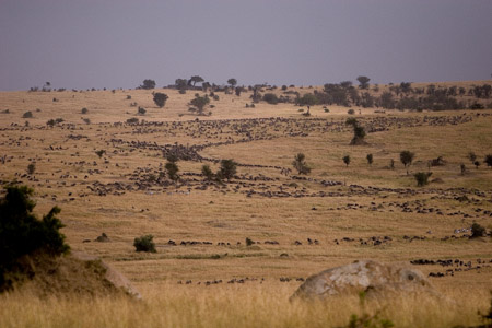 Wildbeest snake