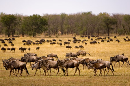 Wildebeest planning to cross