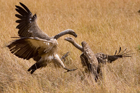 Vultures fighting