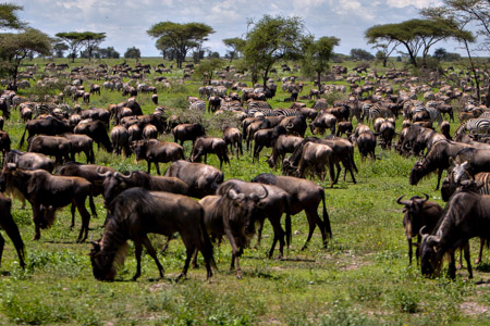 Wildebeest and zebra