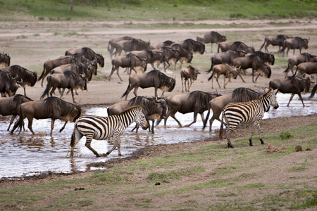 Zebra and wildebeest