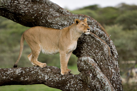 Lioness in tree