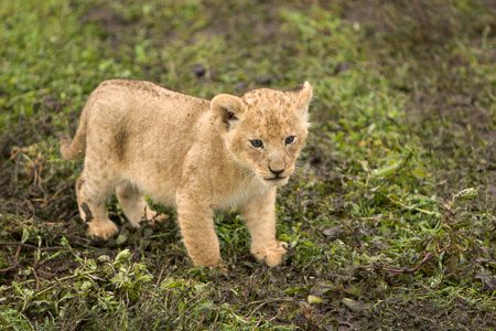 Lion cub