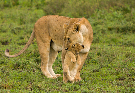 Mom carrying cub