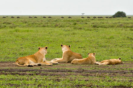 Lions watching wildebeest