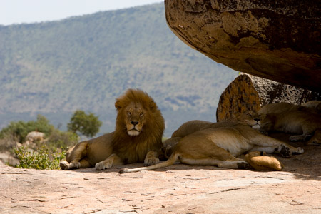 Lions on Moru Kopjes