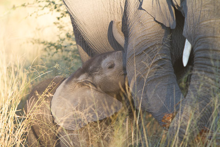 Botswana April 2013