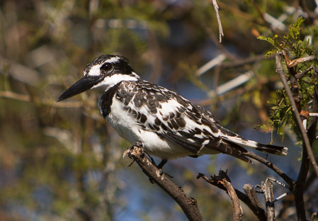 Botswana April 2013