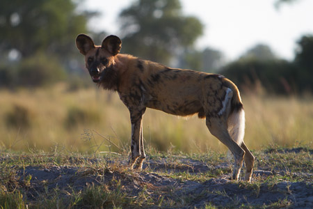 Botswana April 2013