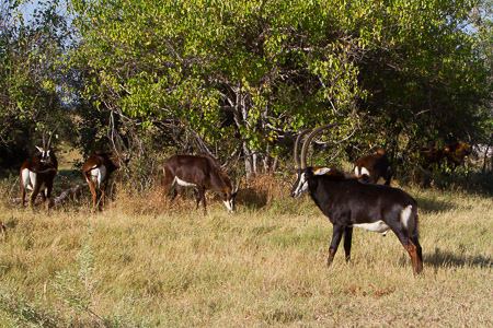 Botswana April 2013