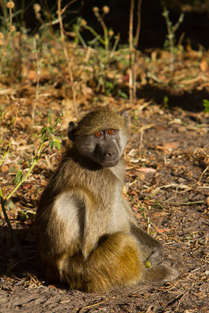 Botswana April 2013